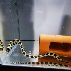 クモウツボの画像