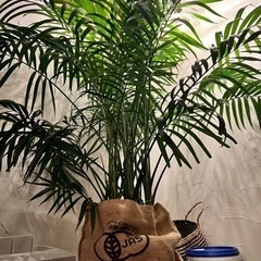メキシコケンチャヤシ　10号　観葉植物　植物