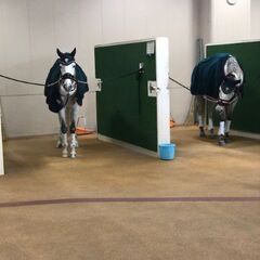 神奈川県社会人競馬サークルオフ会２０２３年日本ダービー参加者募集中 - 横浜市