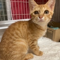 元野良猫♂茶トラ　5〜6ヶ月♡