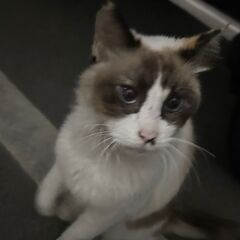 猫の里親募集