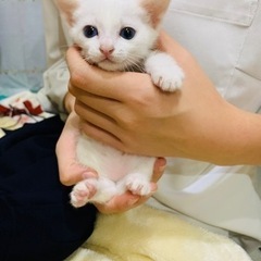 1ヶ月ホワイト兄弟💕ゆっくり、ヤンチャな😍可愛い子たち‼️