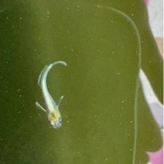 エメキン