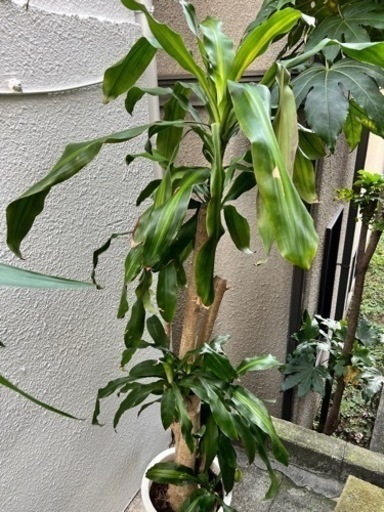 マッサンゲアナ　ドラセナ　幸福の木　植物　観葉植物