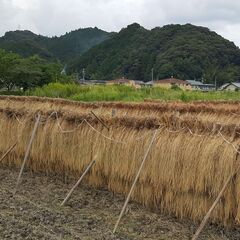 残りわずか 減農薬 令和3年産　きぬむすめ　白米10㎏ ④