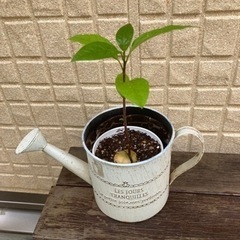アボカド苗