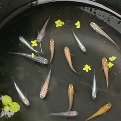  MIXメダカ　3匹　 浮草＆ソイル　容器セット　1リットルの画像