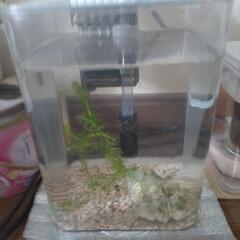 めだかの水槽とめだかの画像