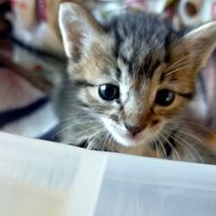 健康な雄猫生後1ヶ月！