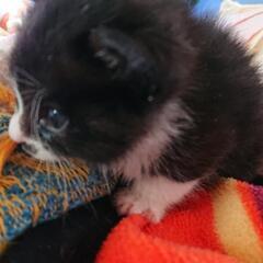 ちょびひげが愛らしい兄妹猫の里親さん募集 - 高崎市