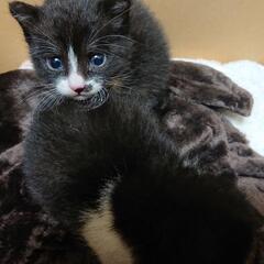 ちょびひげが愛らしい兄妹猫の里親さん募集 − 群馬県