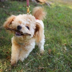 犬　お友達になりませんか🐶