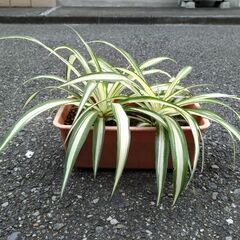 ★折り鶴ラン　オリズルラン　ミニプランタンに２株植栽　高さ約３０...