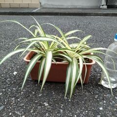 ★折り鶴ラン　オリズルラン　ミニプランタンに２株植栽　高さ約３０ｃｍ　色鮮やかな葉色の画像