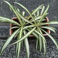 ★折り鶴ラン　オリズルラン　ミニプランタンに２株植栽　高さ約３０ｃｍ　色鮮やかな葉色の画像