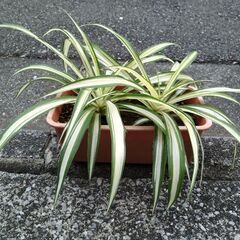 ★折り鶴ラン　オリズルラン　ミニプランタンに２株植栽　高さ約３０ｃｍ　色鮮やかな葉色の画像