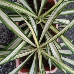 ★折り鶴ラン　オリズルラン　ミニプランタンに２株植栽　高さ約３０ｃｍ　色鮮やかな葉色の画像