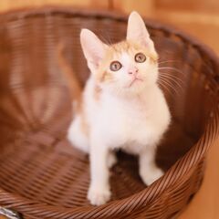 【里親決定】スラりとした茶白の男の子（茶トラと兄妹）