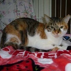 とても可愛い甘えん坊の三毛猫！