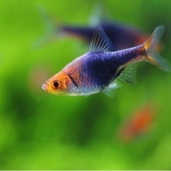 熱帯魚　ラスボラ・ヘテロモルファ　10匹