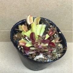 食虫植物ハエトリソウ