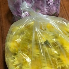 【新鮮】食用菊　かきのもと　約680グラム