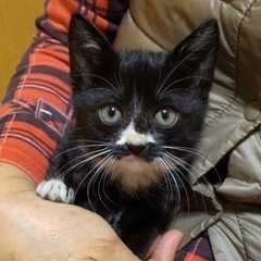 ちょび髭のクロちゃん　メス　1ヶ月