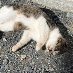 仔猫3匹の里親募集します。 − 宮城県