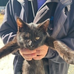 仔猫3匹の里親募集します。 - 猫