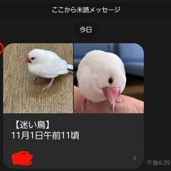 迷い文鳥保護してます
