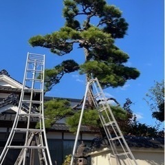松の木の手入れ