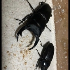 数量限定特価！77〜81mm 大人気✨能勢yg血統国産オオクワガタ