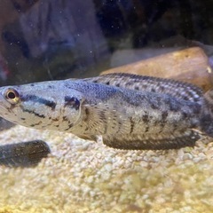 スネークヘッドの画像