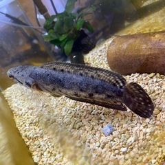 スネークヘッドの画像