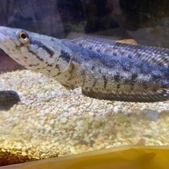 スネークヘッドの画像