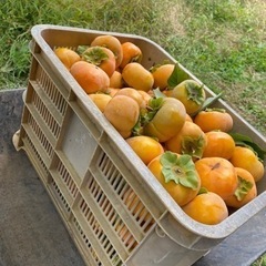 甘柿