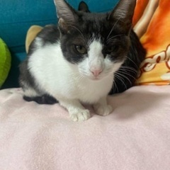 子猫里親募集中