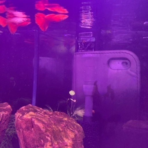 国産RREAフルレッド　幼魚１０匹1000円