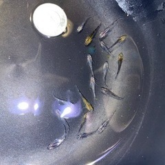 夜桜　若魚　1匹