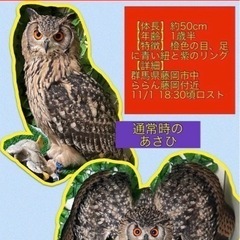 フクロウ(ベンガルワシミミズク)が逃げてしまいました。