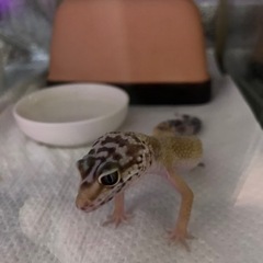 里親決まりました。ご応募ありがとうございました。