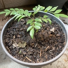カレーリーフの苗