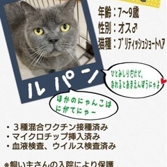 急募！飼主病気にて緊急保護🐱ブリティッシュショートヘア
