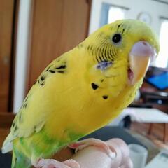 迷いセキセイインコを探しています。