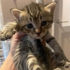 生後3か月子猫ちゃん