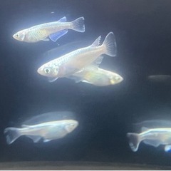 【メダカ | プラチナ幹之】生後3〜4ヶ月 1.5〜2.5cm ...