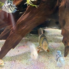 値下げ＄￥熱帯魚クラウンローチ　2匹