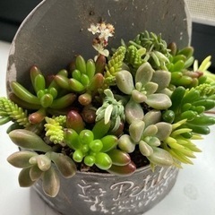 多肉植物探してます*゜【再募】