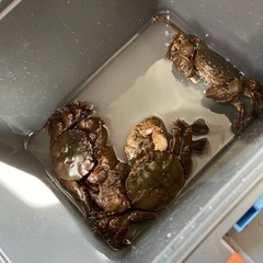 ②本日限定　モクズガニ　3匹