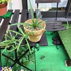 ★ 無料 ★ 大岡山 ★ 青オリヅルラン カット子株 ★ 